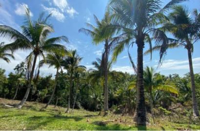 Ernsville Farmlot Tubigon