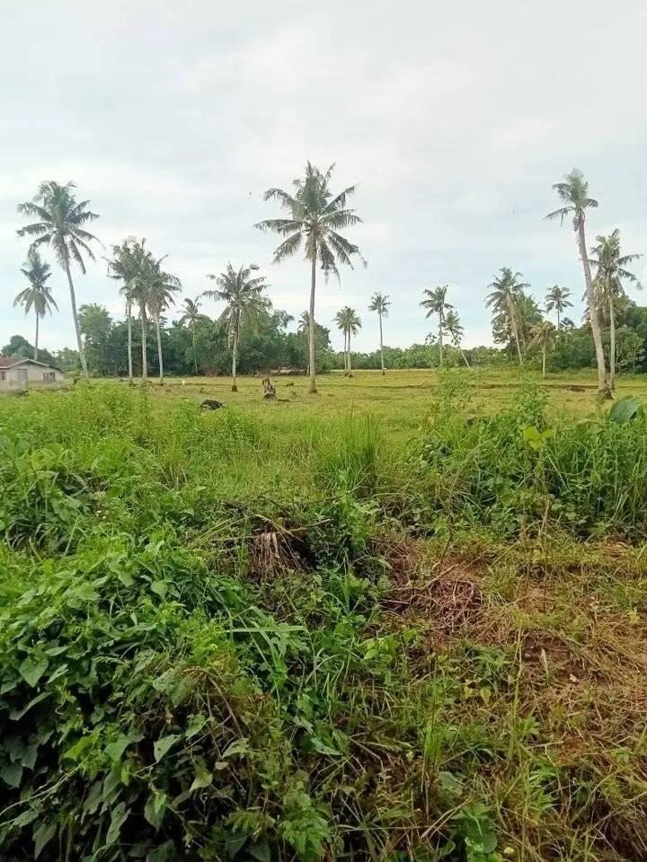 Niña Homes Ubay Dos